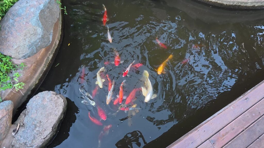 池を泳ぐ鯉の群れ