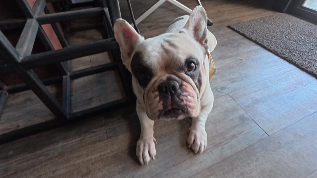 Ombra Caffeの看板犬フレンチブルドッグ